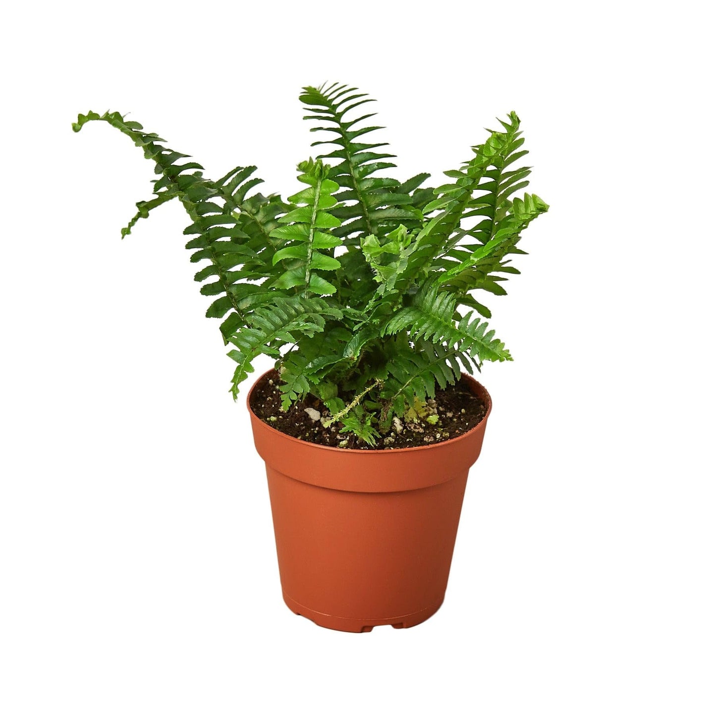 Jester's Crown Fern | Live Plant for Indoor & Outdoor | for Living Room, Office, Bathroom | (4" Pot)