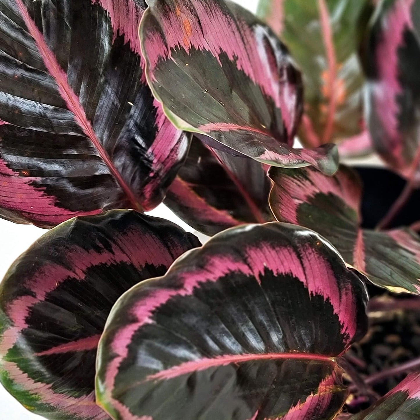Calathea Dottie - Live Plant in a 4 Inch Growers Pot - Calathea Roseopicta 'Dottie' - Beautiful and Elegant Easy Care Indoor Houseplants from The Nursery