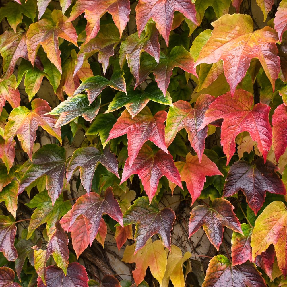 Live Boston Ivy Plant Climbing Ivy Starter Plant, 2.5 Inch Pot Boston Ivy Plant, Ivy Vine Plant