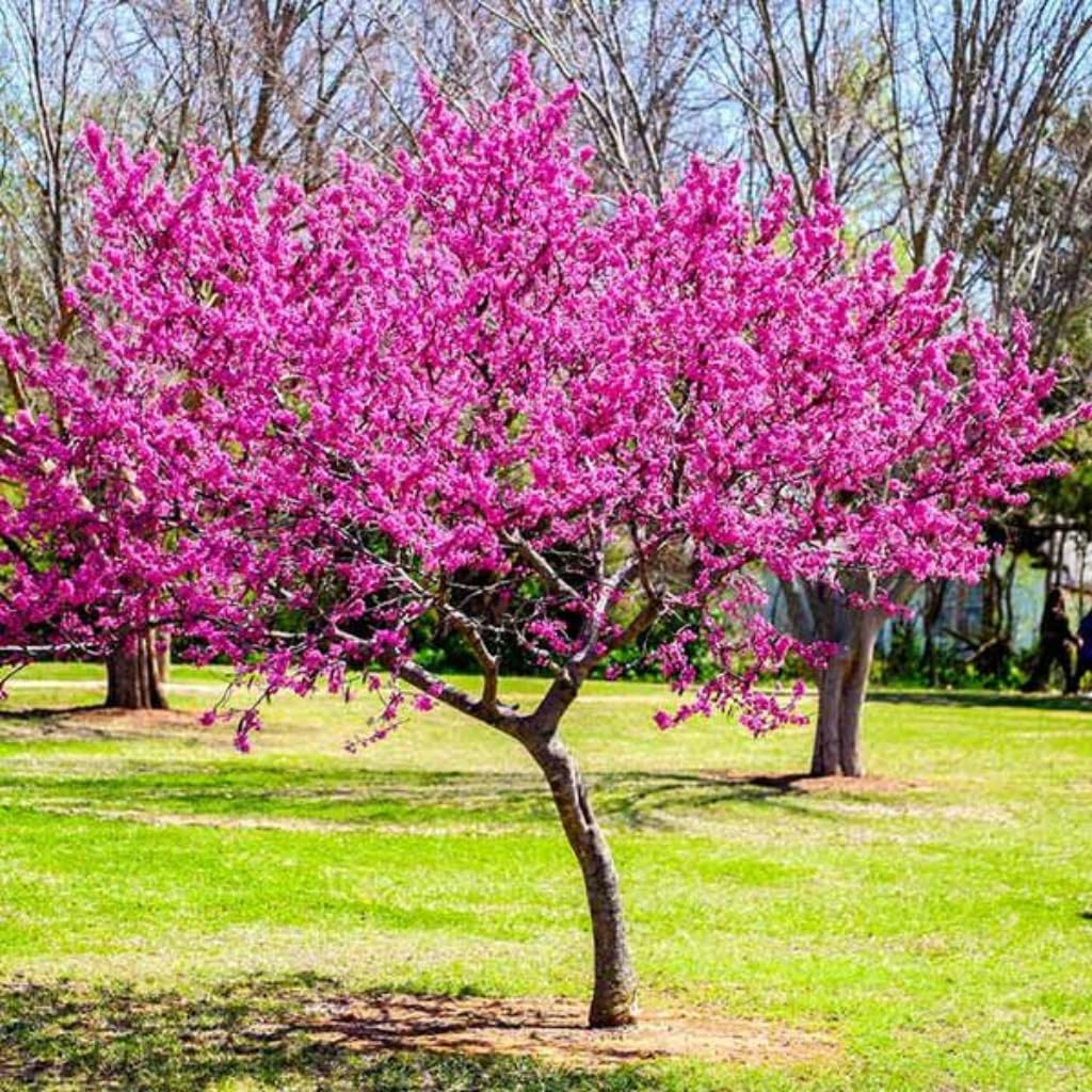 The Rising Sun Redbud Tree for Planting in Quart Pot, 12-18 Inch Tall, Eastern Redbud Tree with Seasonal Color Changes, Ornamental Tree for Home Garden Landscapes