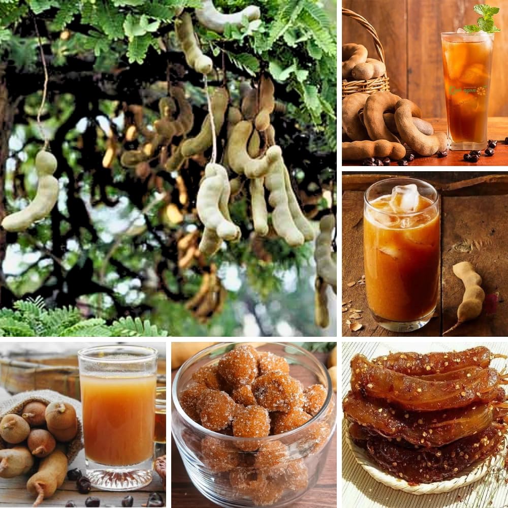 Tamarind Tree Plant Live, Tamarind Fruit Perennial Tropical Plants, Live Fruit Tree, 3 Feet Tall in 3 Gallon for Outdoor Gardening
