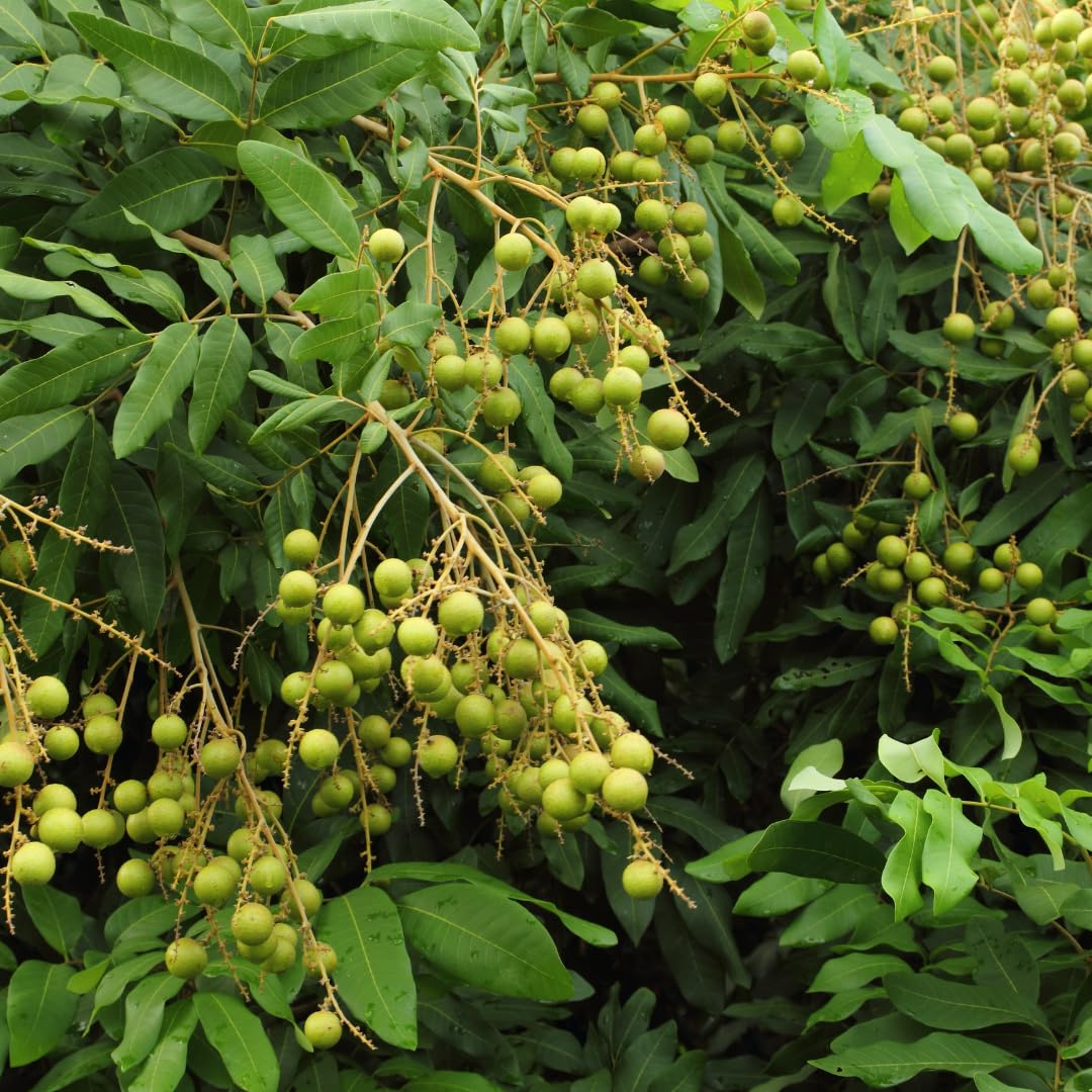 Longan Fruit Tree Live Plant, Sweet Tropical Longan Tree, 3–4 Ft Tall in 3 Gallon Pot, Ready for Outdoor Growing, No Ship to CA