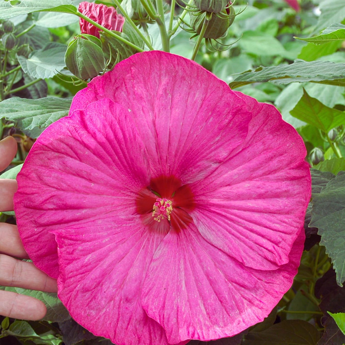 Set 2 Hibiscus Plants Live, 5-9" Tall, Hardy Hibiscus Tree Live Plant, Hibiscus Flowers Plant to Grow (Rose Hibiscus)