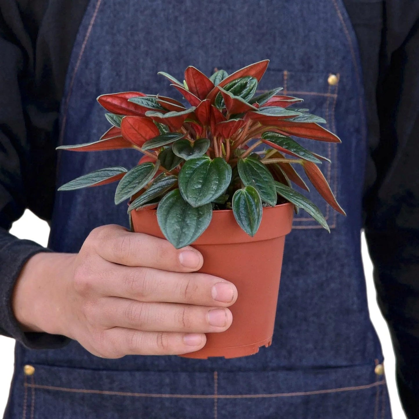 Peperomia Rosso | Live Plant for Indoor & Outdoor | for Living Room, Office, Bathroom | (4" Pot)