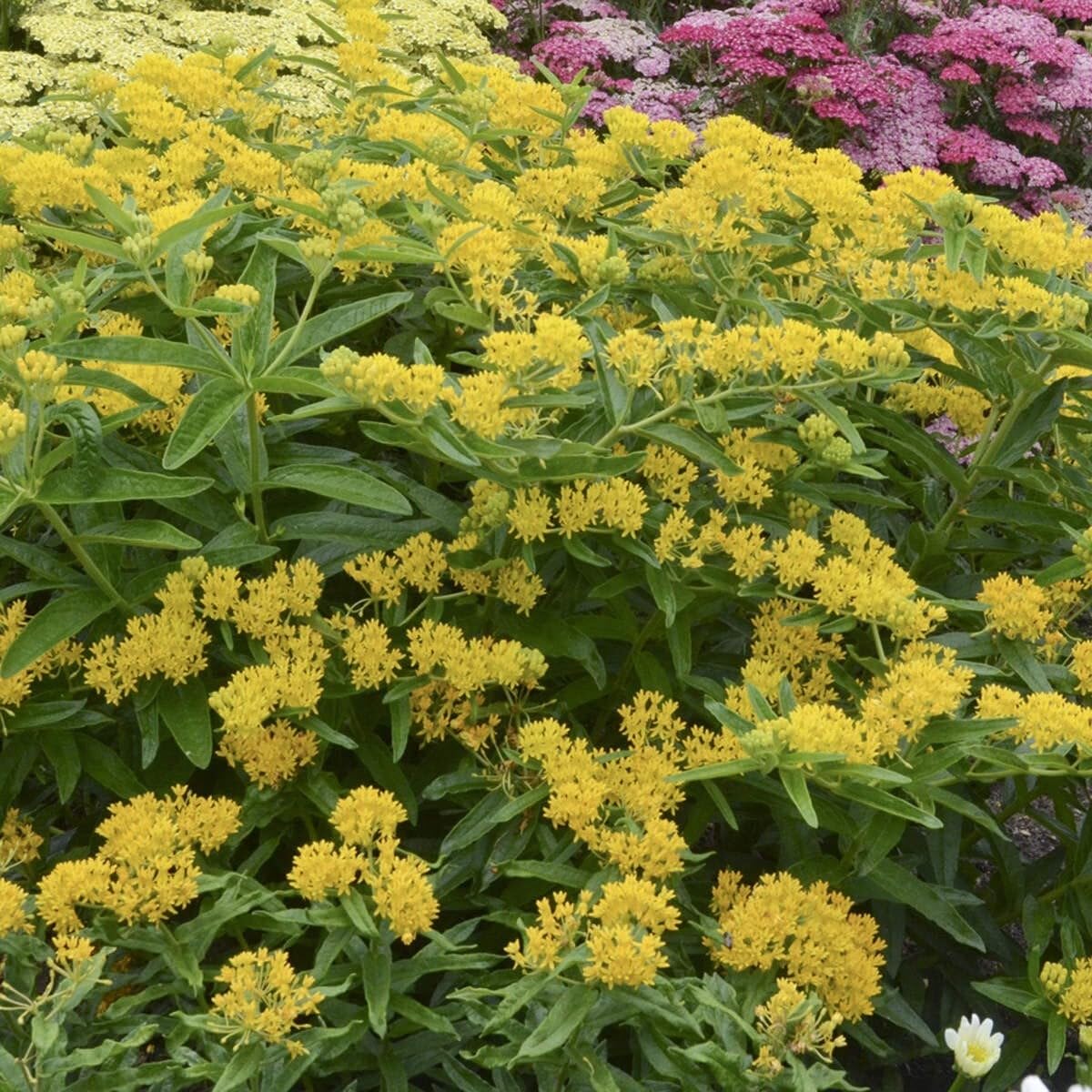 Live Plant - Yellow Milkweed Asclepias Curassavica Small Starter Plant Butterfly Plant!