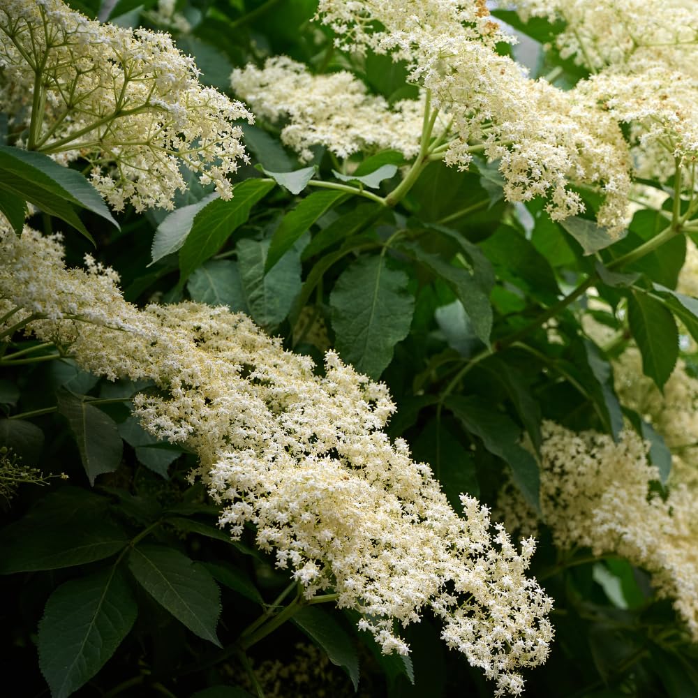 Elderberry Plant Shrub (Sambucus Canadensis), 1 Quart Pot, Hardy Elderberry Bush, Easy to Grow White Flowering Shrub with Dark Berries for Outdoor Planting