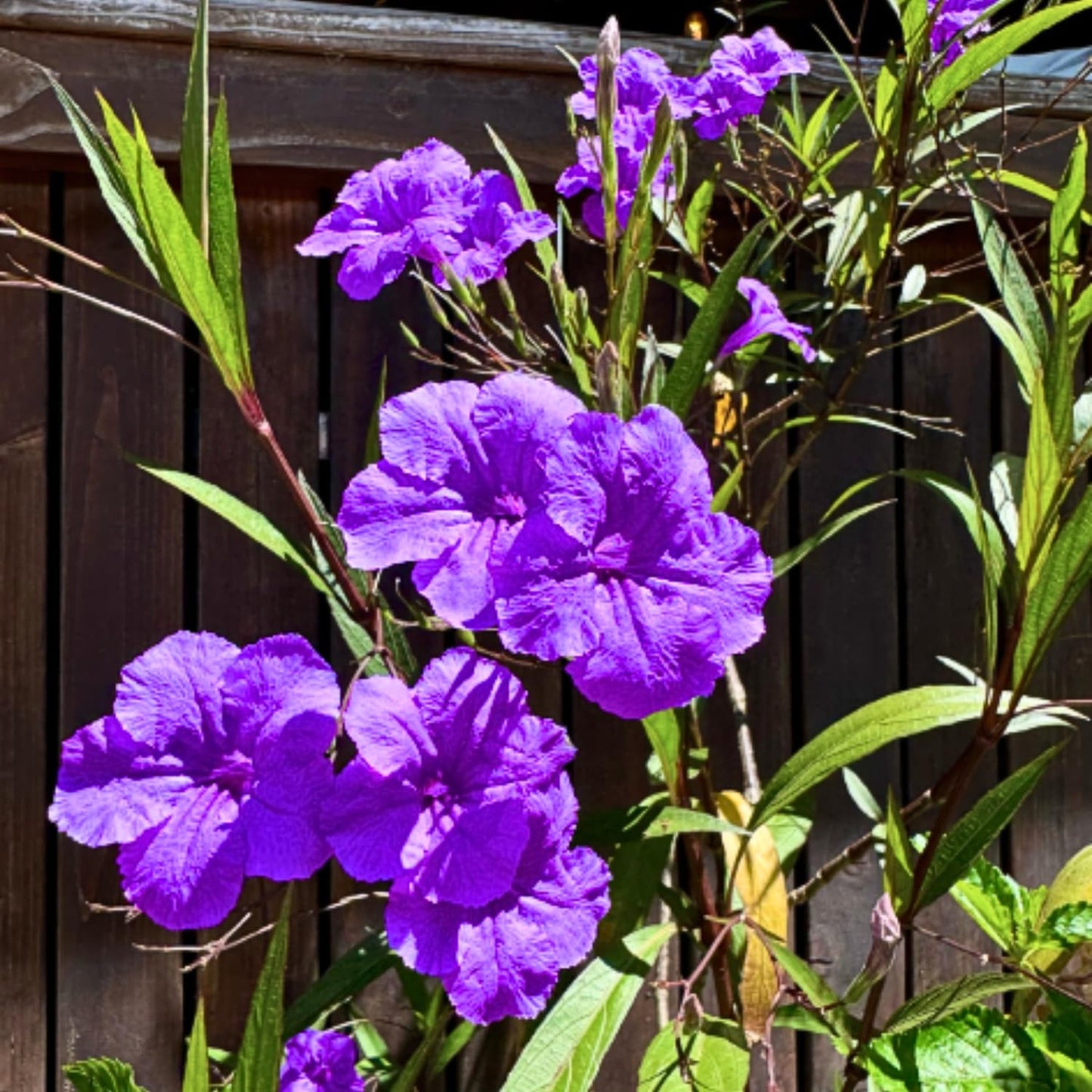 6 Mexican Petunia Live Plants, Vibrant, Low-Maintenance Perennial Flowers, 4-7 Inches, Garden or Containers Growing (Purple Showers)