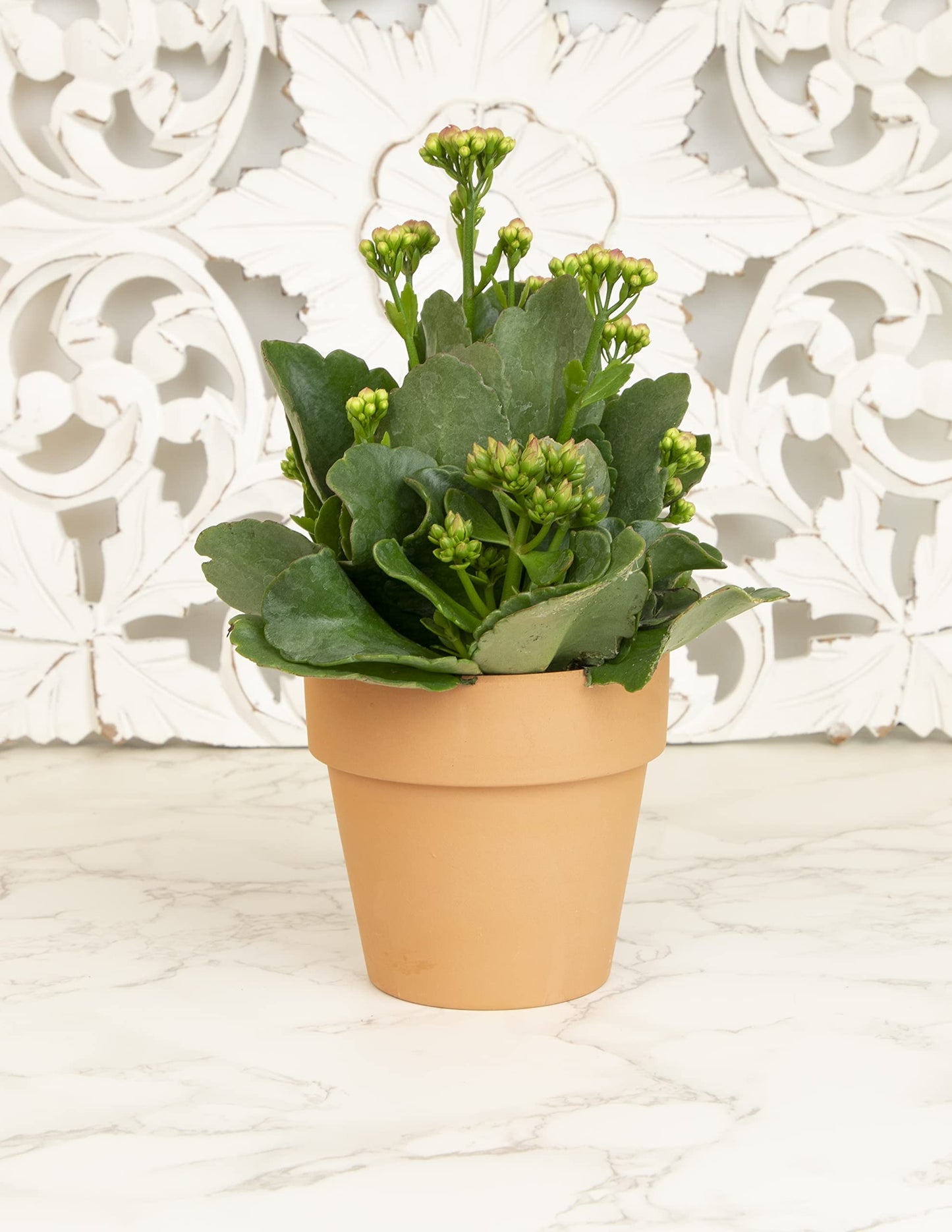 Kalanchoe Plant Succulents Plants Live Houseplants, Live Succulents Live House Plants in Clay Pots, Succulent Plants Live Plants Indoor Plants, Live Succulent Plant Lover Gifts by Plants for Pets