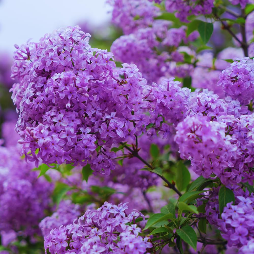 Purple Old Fashion Lilac Tree Live Plant, Lilac Bushes Live Plant, 20 to 30 Inc Tall, Bush Flower Plants
