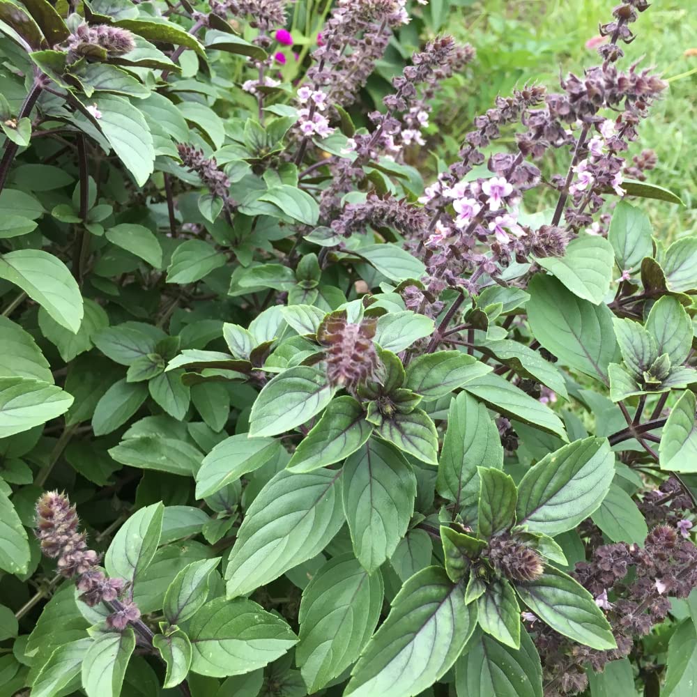 African Blue Basil Plant, 4-6" Tall Basil Plants, Live Herb Plant for Garden