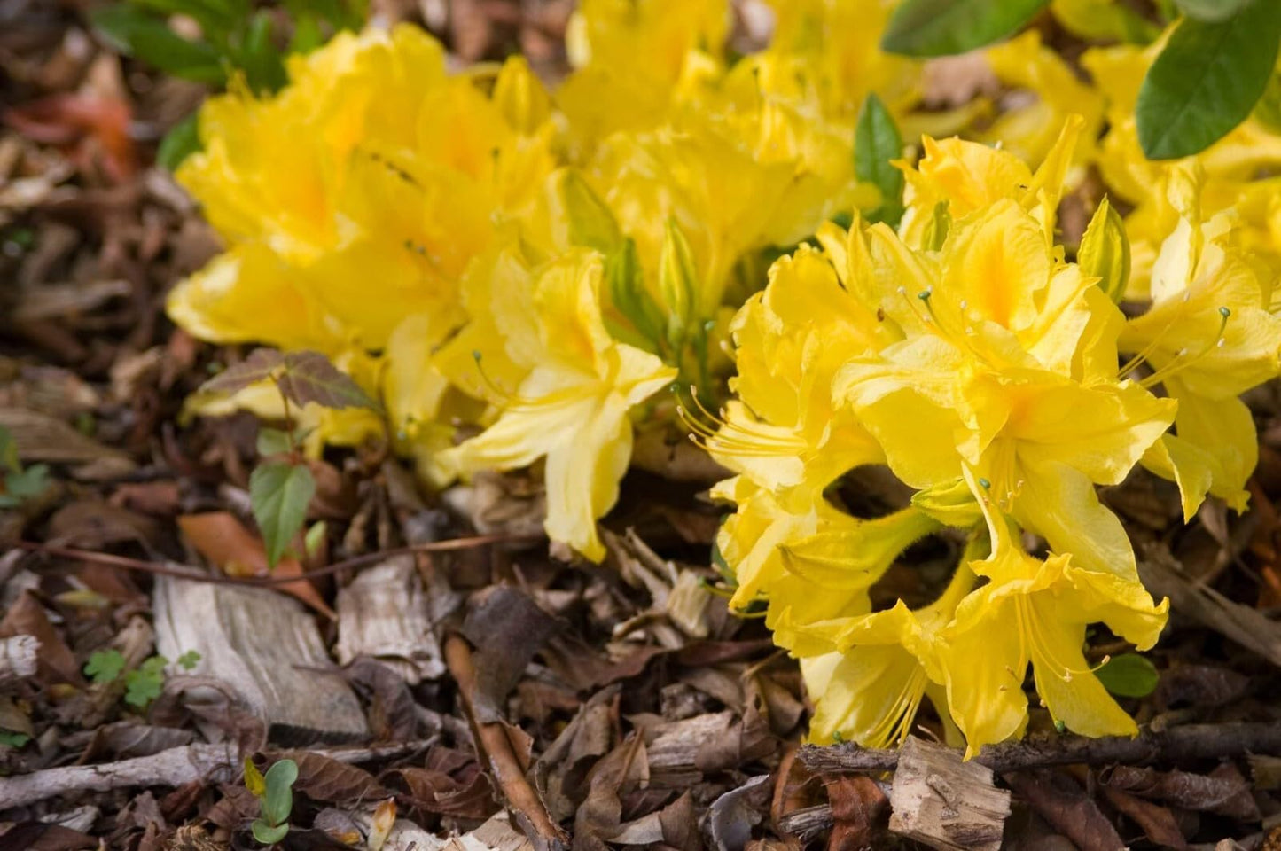Live Plant - Lemon LIGHTSAromi Azalea Rhododendron HybridSTARTER Plant