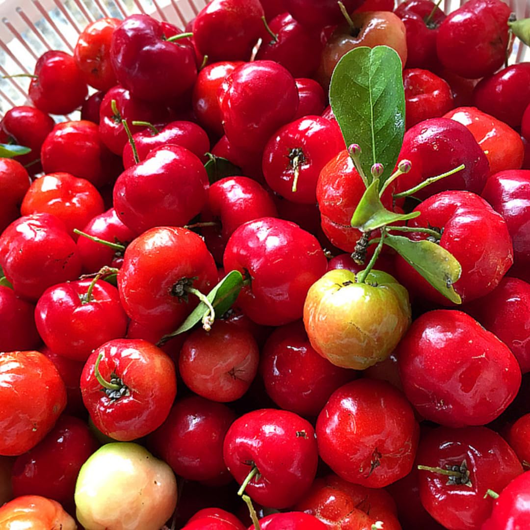 Dwarf Barbados Cherry Tree 4-8" in Tall, Sweet Cherry Live Plant, Starter Plants High Yielding, No Pot, Outdoor Spring Planting