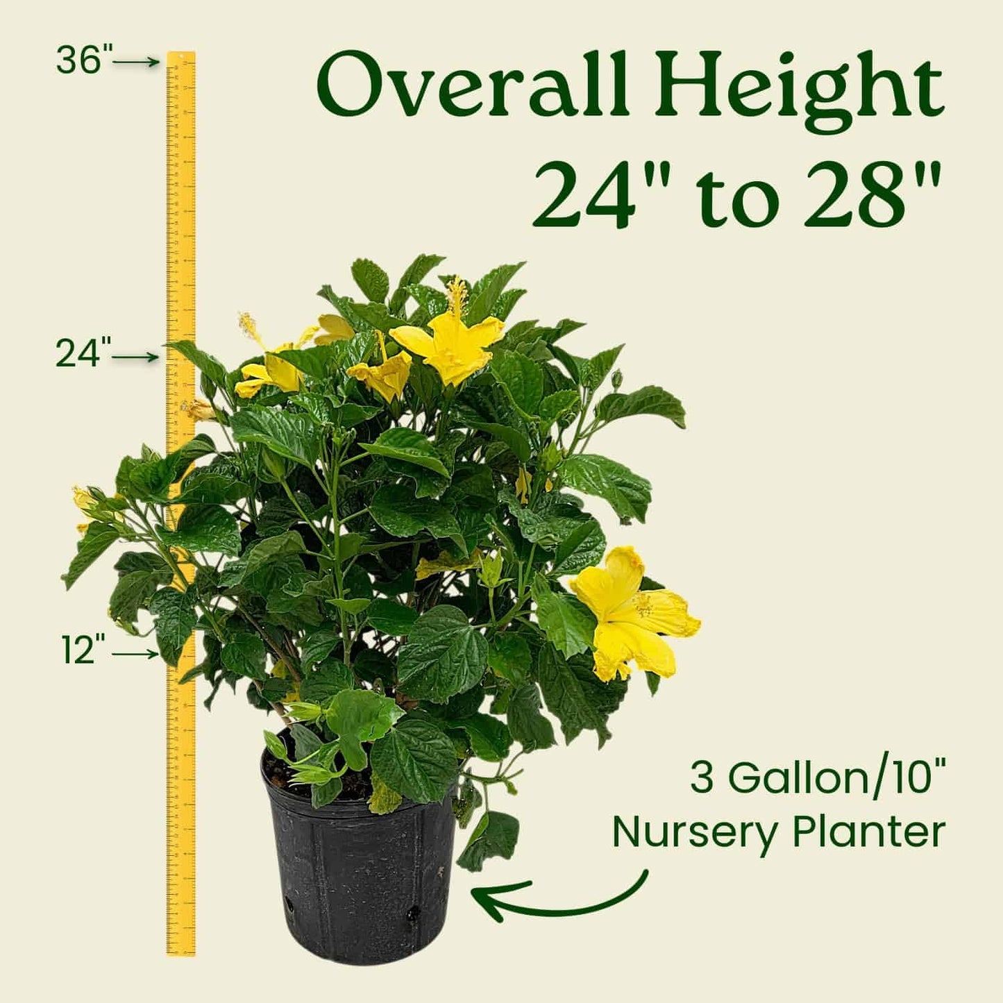Hibiscus Live Plant - Yellow Hibiscus Bush - Flowering Plants - Yellow Ft. Myers - Overall Height 26" to 28" - (Plant Only)