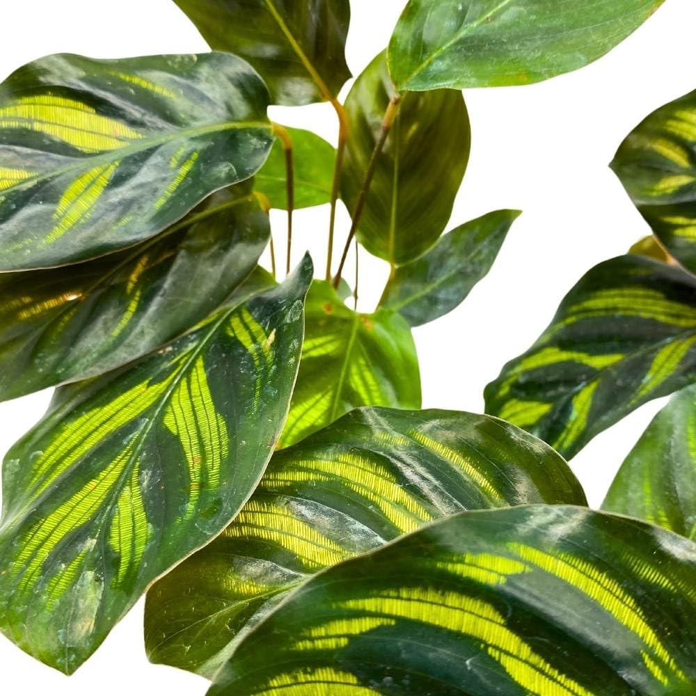 BubbleBlooms Calathea makoyana 2 inch Set of 3 Peacock Prayer Plant Tiny Mini Pixie Plants