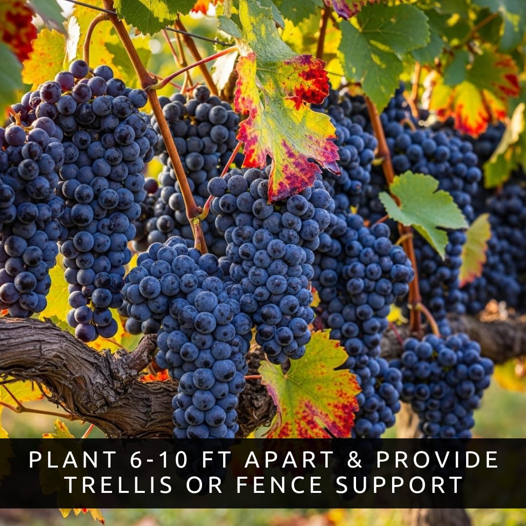 Concord Grape Vine Plants – Cold Hardy Purple Grapes for Home Gardens – Sweet Grapes for Fresh Eating, Juice & Jellylants for Growing - (3 Plants)