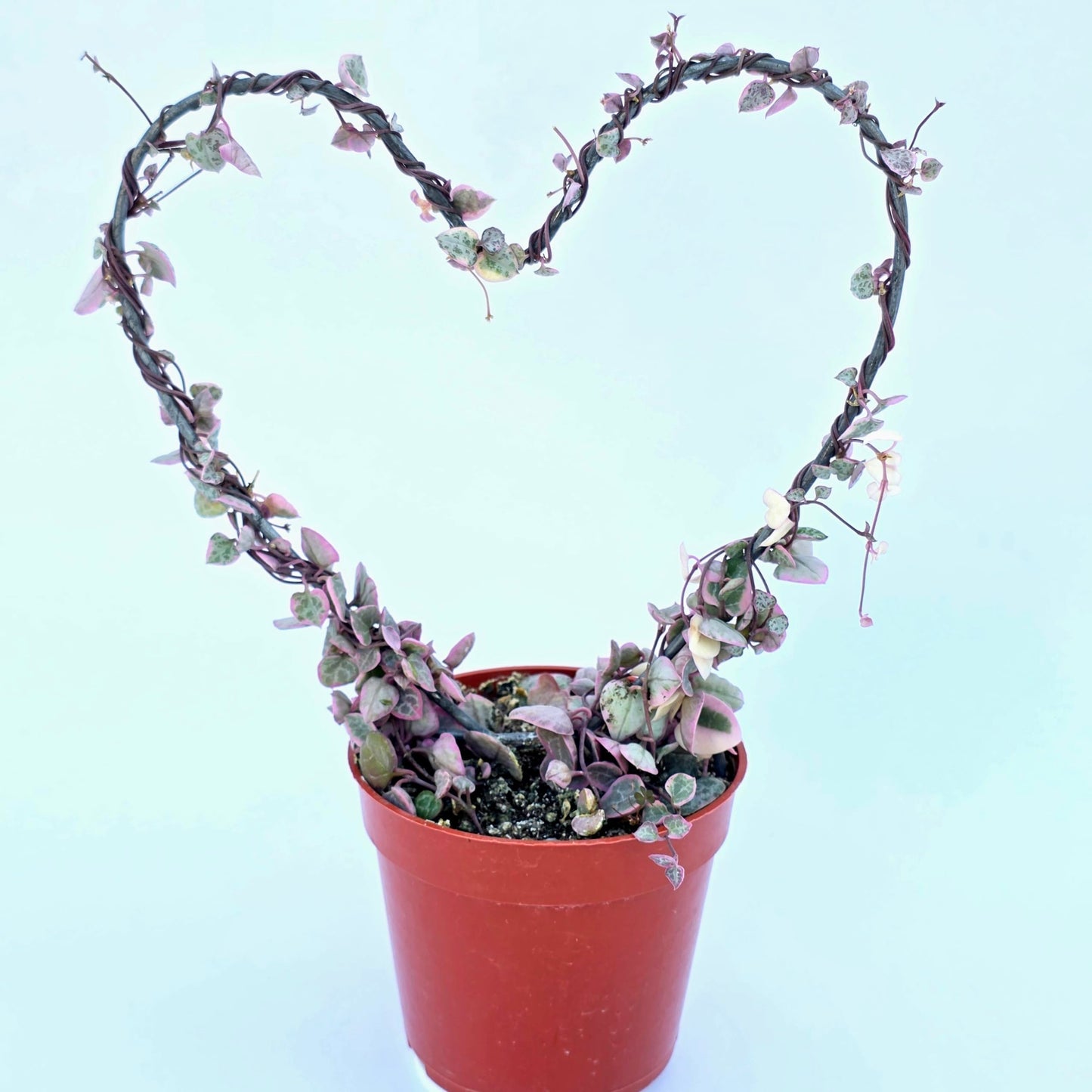 Variegated String of Hearts Hanging Basket, Ceropegia linearis Woodii, String of Hearts Plant Live Succulents Plants Live Houseplants, House Plants Indoors Live Indoor House Plants by Plants for Pets