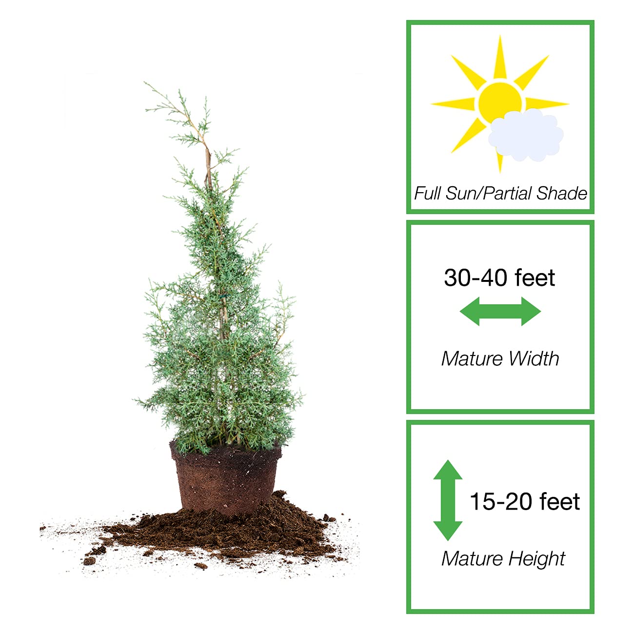 Perfect Plants Carolina Sapphire Cypress 3 Gal. | Privacy Tree, Silvery Blue Green Needle-Like Foliage| Evergreen Wind Barrier