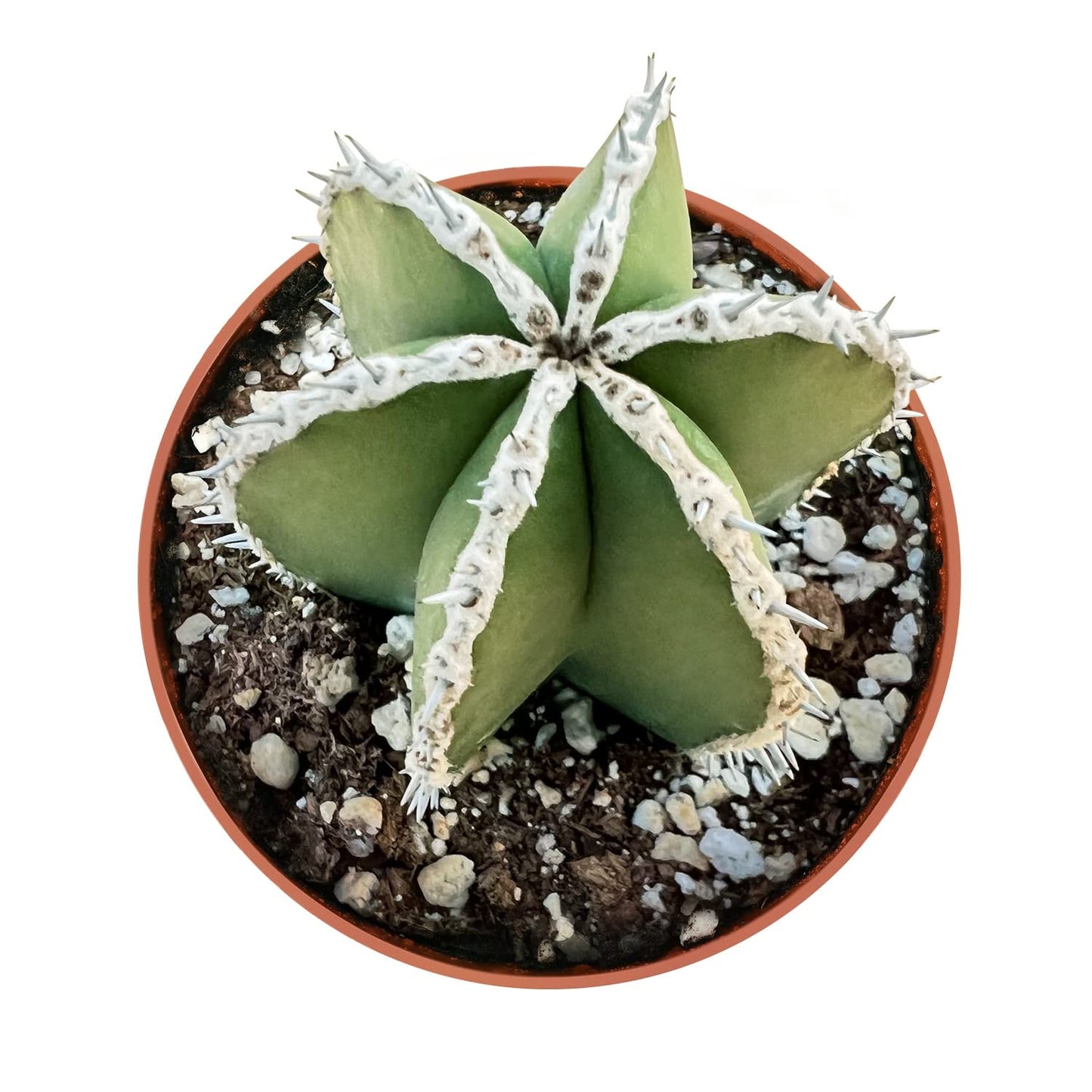 Live Succulents Mexican Fence Post Cactus (4-inch), Succulent Plants Fully Rooted in Pots with Soil, Easy-Care House Plant for DIY, Home Office Decor, Wedding Party Favor