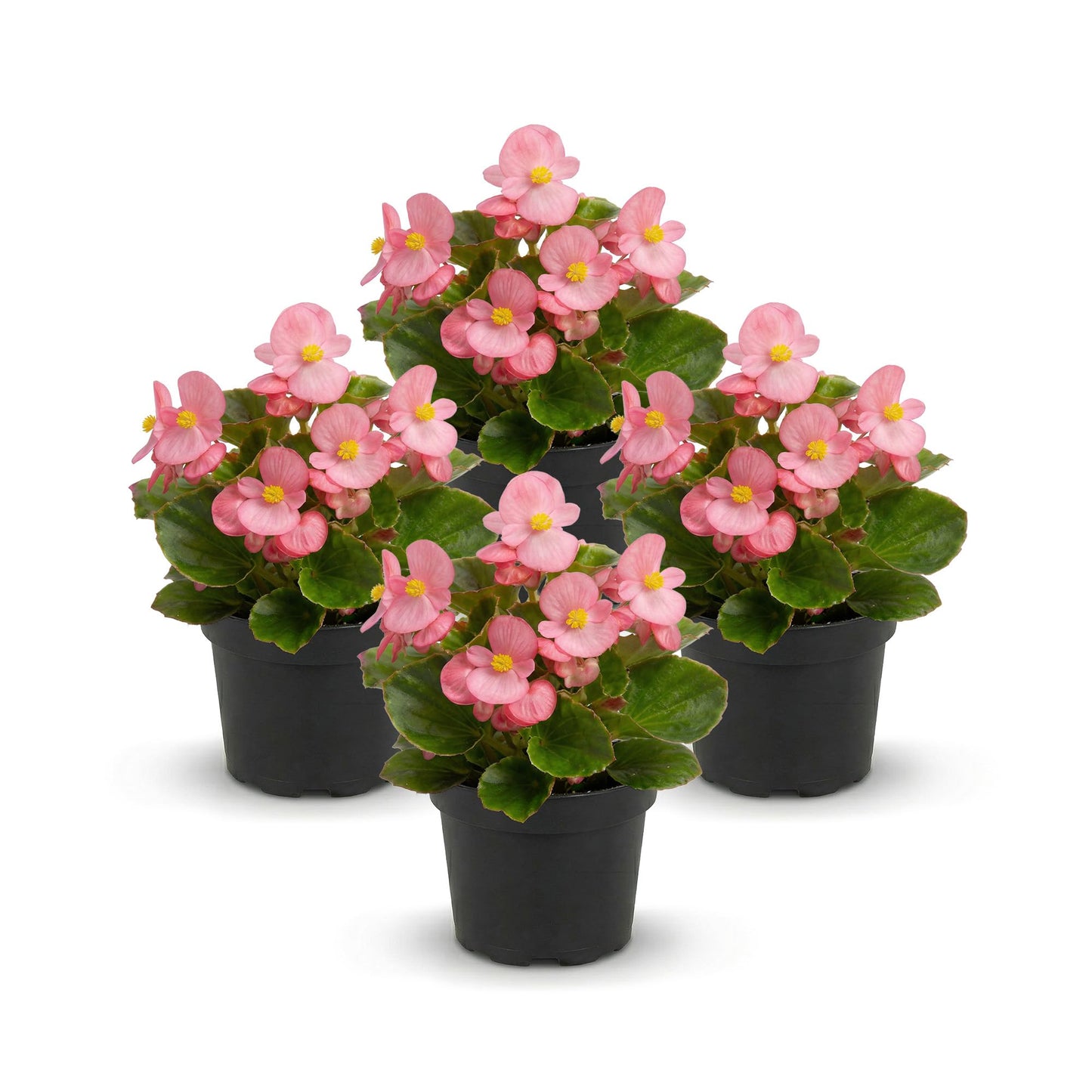 Live Begonia - Green Leaf Ambassador Pink (4 Per Pack), Beautiful Shade Annual, Ships 8" Tall by 4" Wide in 1 Pt Pot