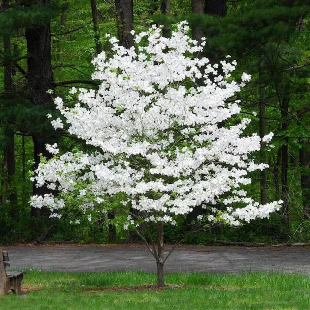 White Dogwood Tree Live Plant 6" to 1 Feet Tall, Flowering Dogwood Plant, Spring Planting Well Rooted, Cold Hardy, Ornamental Outdoor Indoor Decor