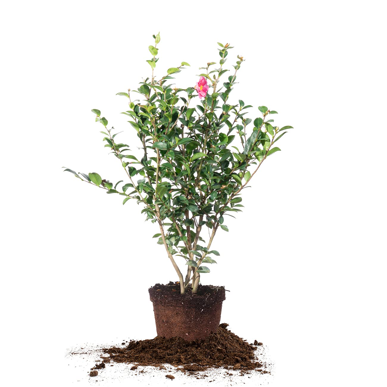 Perfect Plants Kanjiro Camellia Shrub 3 Gallon | Live Plant for Outdoor Planting | Hot Pink Flowers with Evergreen Foliage | Perfect for Sun or Shade Garden