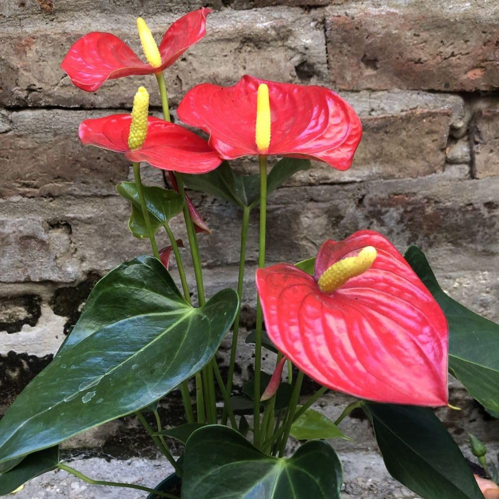 Red Anthurium Live Plant, 6 Inch Pot, Ornamental Anthurium Plant, Indoor Flowering Houseplant for Home Decor and Office