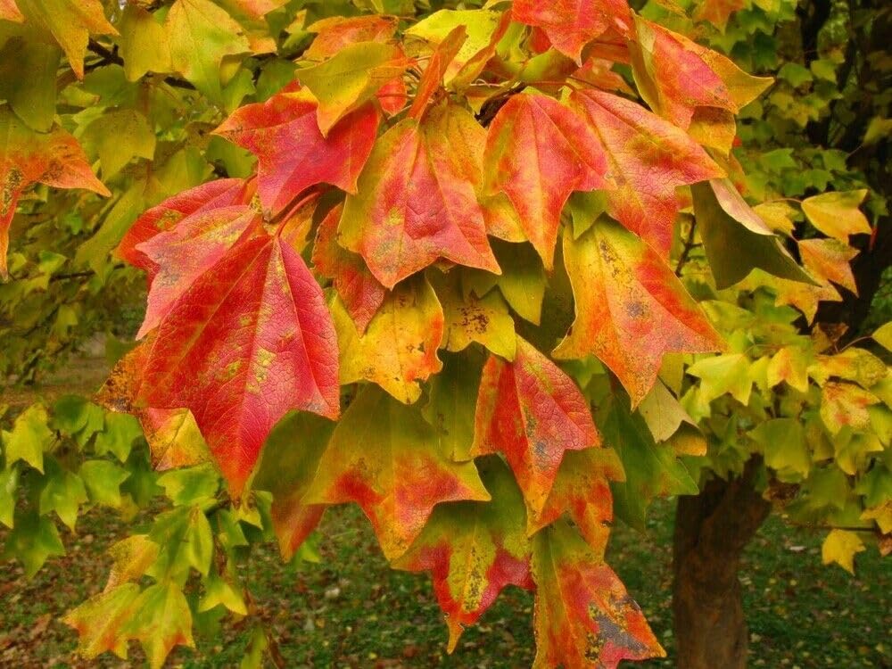 Trident Maple Tree - 10-16" Tall Live Plant - Quart Pot - Great for Bonsai - Small Compact Tree for Gardens and Patios - Acer Buergerianum