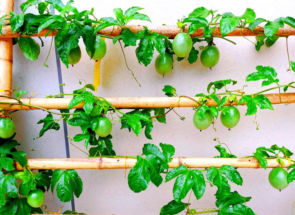 30PCS Passion Fruit Seeds Tropical Climbing Vine Outdoor Indoor Home Garden Plant Seeds Heirloom