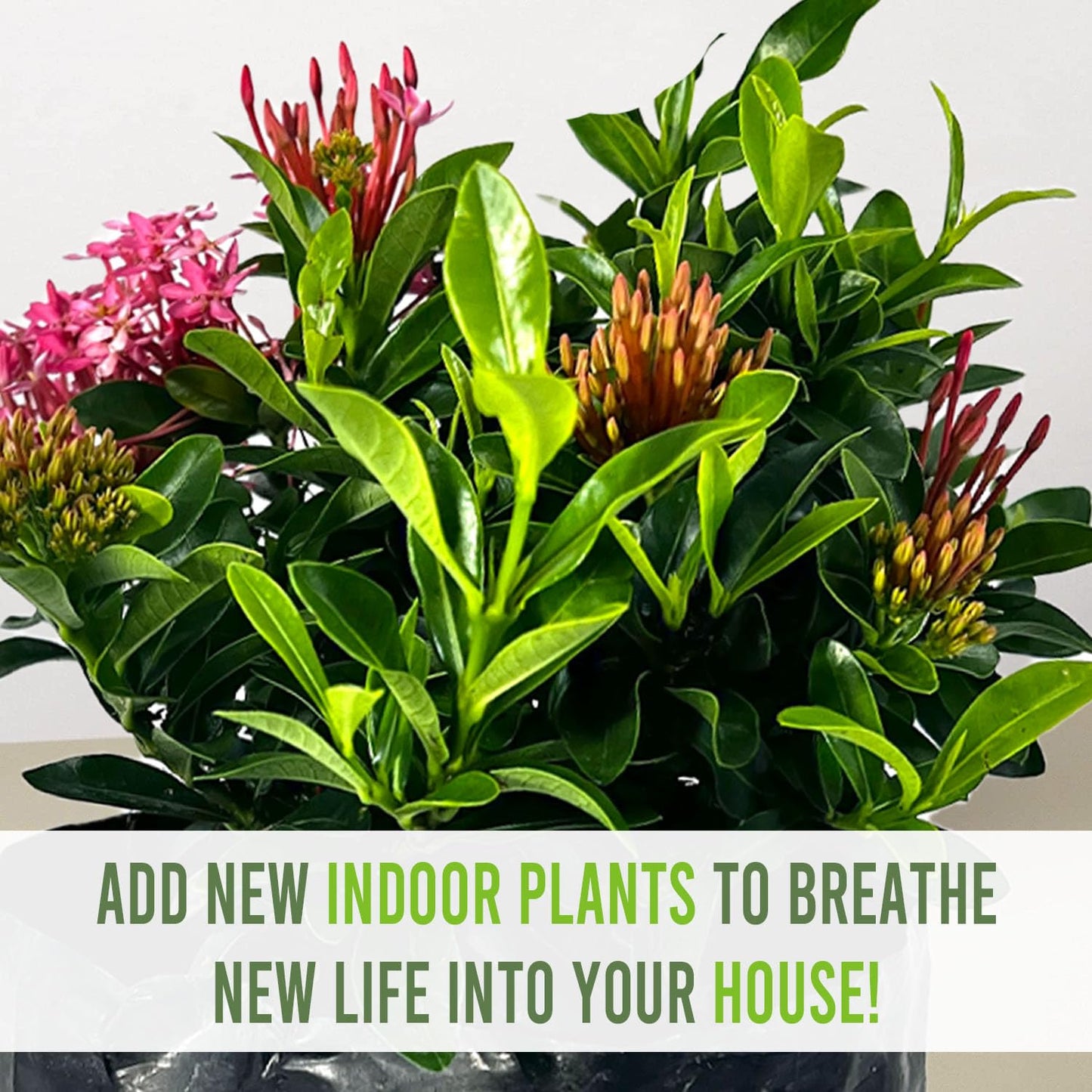 LEAL PLANTS ECUADOR Ixora Dwarf Pink (Pack of 2) | Vibrant Dwarf Pink Ixora Shrubs | Evergreen Indoor Plant |Low-Maintenance Natural Décor for Home & Garden | Live Tropical Plant | Flower Plants