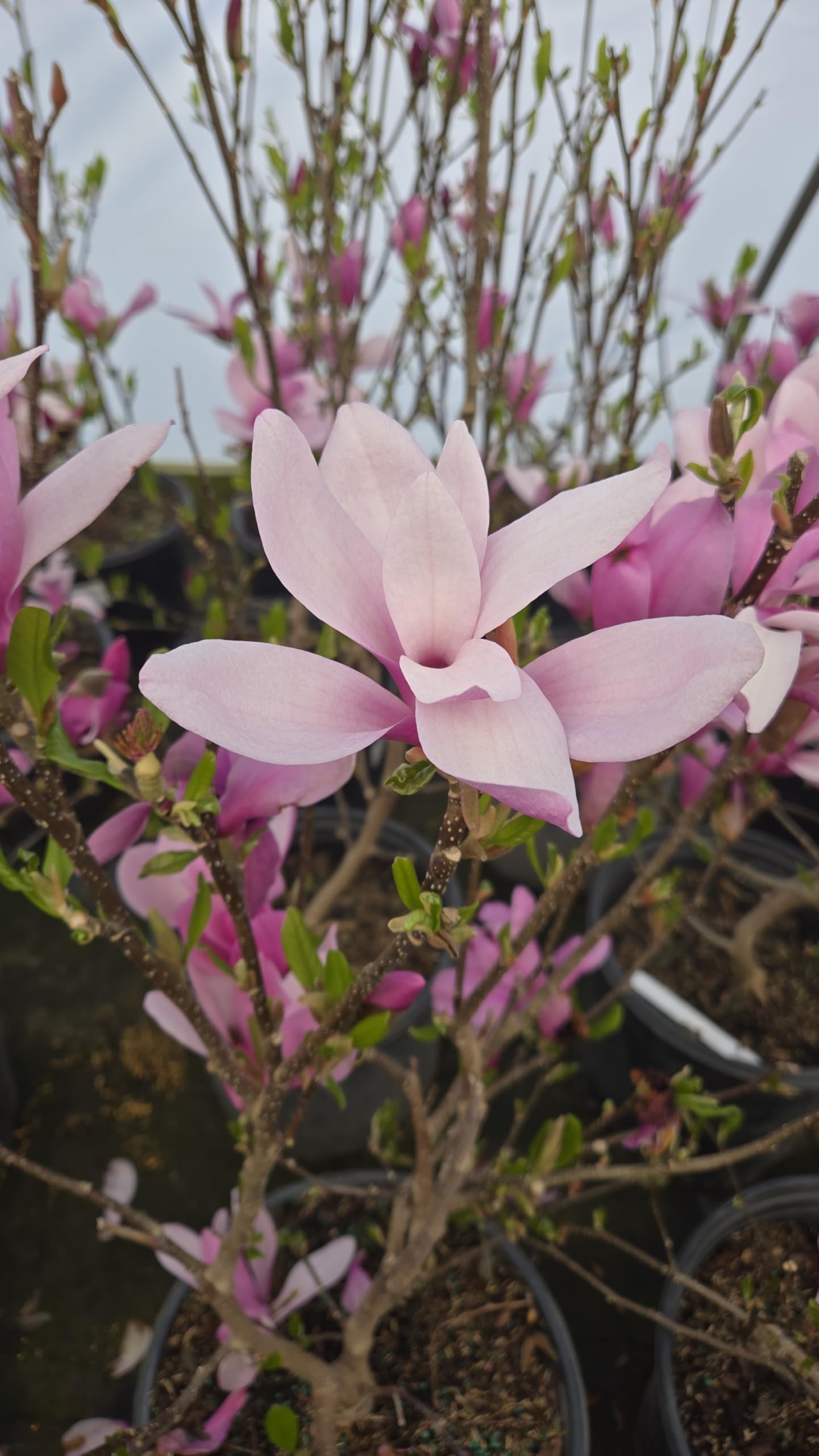 Live Plant from Green Promise Farms - Magnolia - liliflora Jane, #3 Gallon Size Container, Purple fragant Flowers - Does NOT Ship to AZ, CA, HI, ID, MT, NV, OR, PR, UT & WA!!