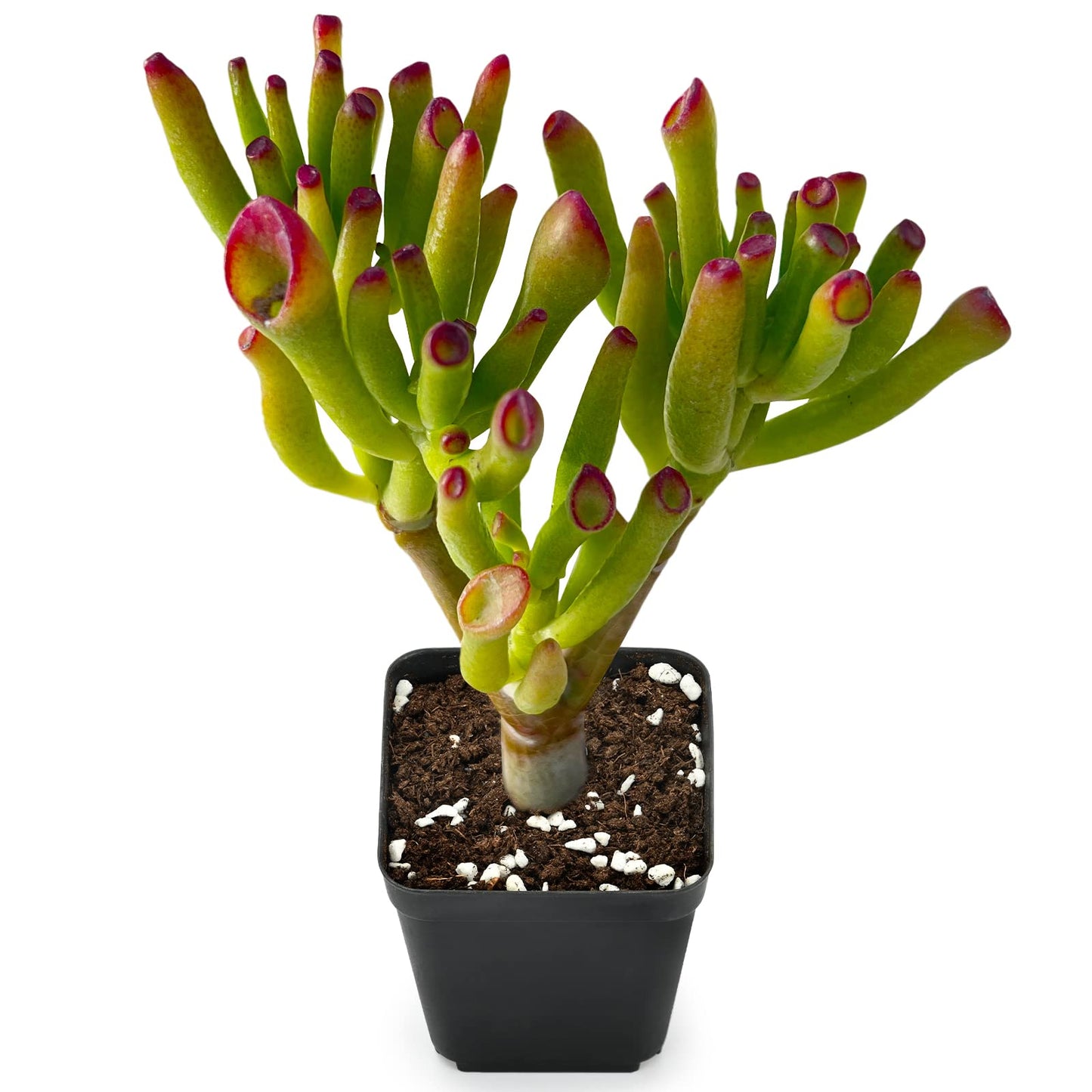 Sprout N Green Jade Succulent Collection, 4 Live Succulent Plant Fully Rooted in 2inch Starter Pot, Home Office Indoor Outdoor Wedding Decoration DIY Projects Party Favor