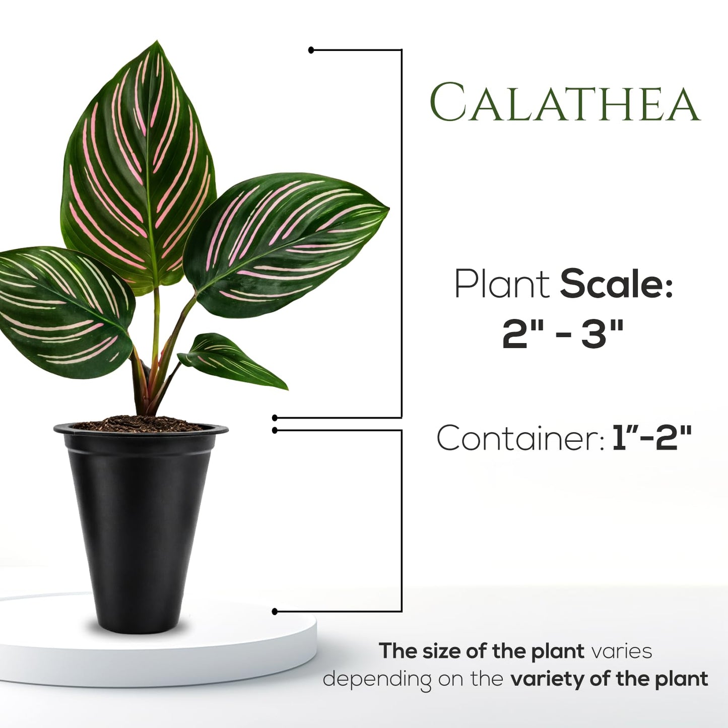 Calathea Collection (4 Pack) Live Plants - Prayer Plants, Air Purifying Plant Indoor, Easy Plants Live Houseplants, Perfect for Home, Room, or Office Decor, Real Plants Indoor/Outdoor