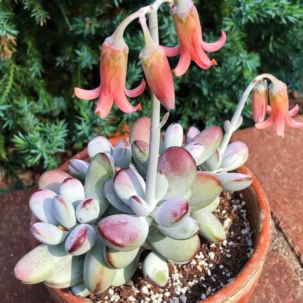 2" Pot Cotyledon Pendens Succulent Plant Live, Trailing Succulent House Plant for Home Office Decoration, Rare Indoor Live Plant