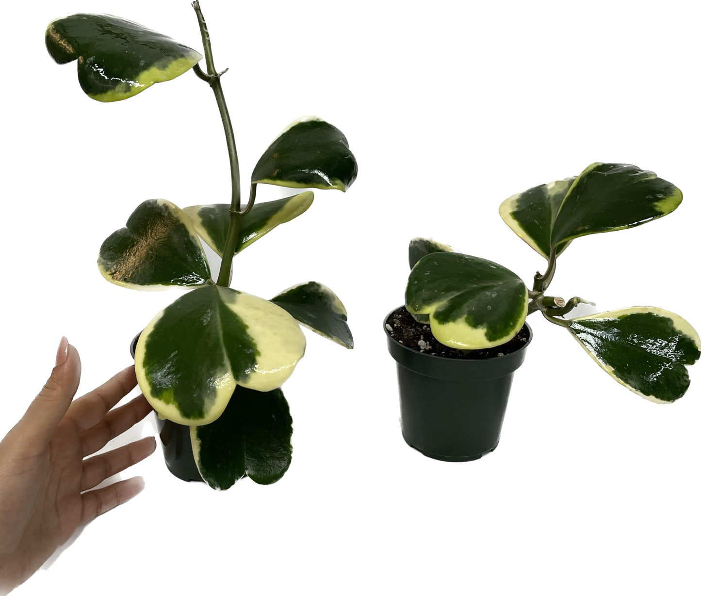 Variegated Hoya Kerrii - Hoya Plants Live Houseplant - Outer Variegated Kerrii - Plant Gift - Air Purifying Features - CA Seller (2-3 Leaves Plant, 4" Pot)