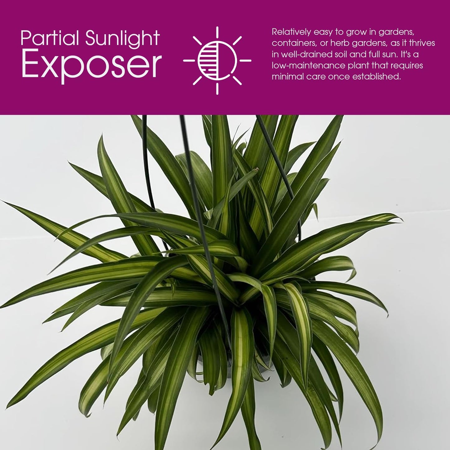 Live Hawaiin Spider Plant in Hanging Basket - Chlorophytum Comosum for Garden Home & Office Decor - Easy to Grow Air Purifying Houseplants Striped Foliage - Low Maintenance (1)
