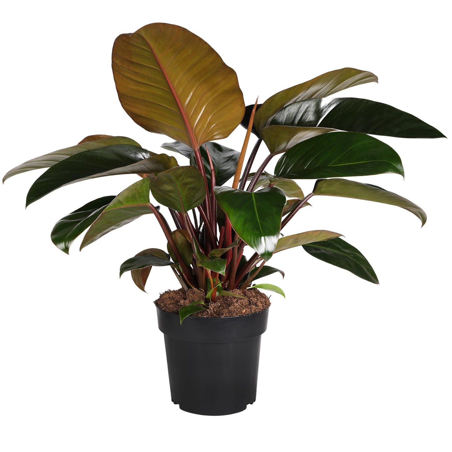 Green Circle Growers 8in Philodendron Imperial Red in Grower Pot