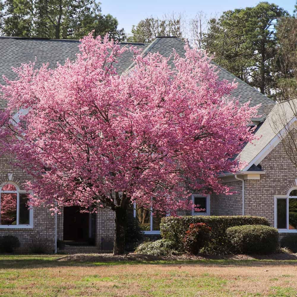 Brighter Blooms - Kwanzan Cherry Tree, 4-5 ft. - No Shipping to AK, AZ, CA, CO, HI, ID, OR, WA
