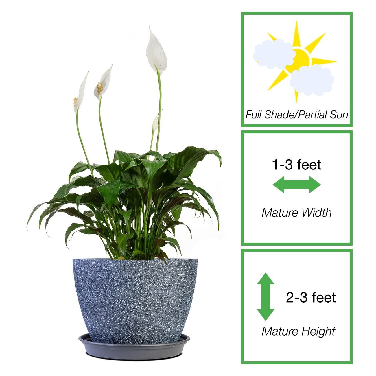 PERFECT PLANTS Peace Lily 6in in Midnight Blue Décor Pot | Spathiphyllum | 15in. Tall | Easy Care Houseplant | Perfect for Moderate to Bright Light Conditions | Air Purifying