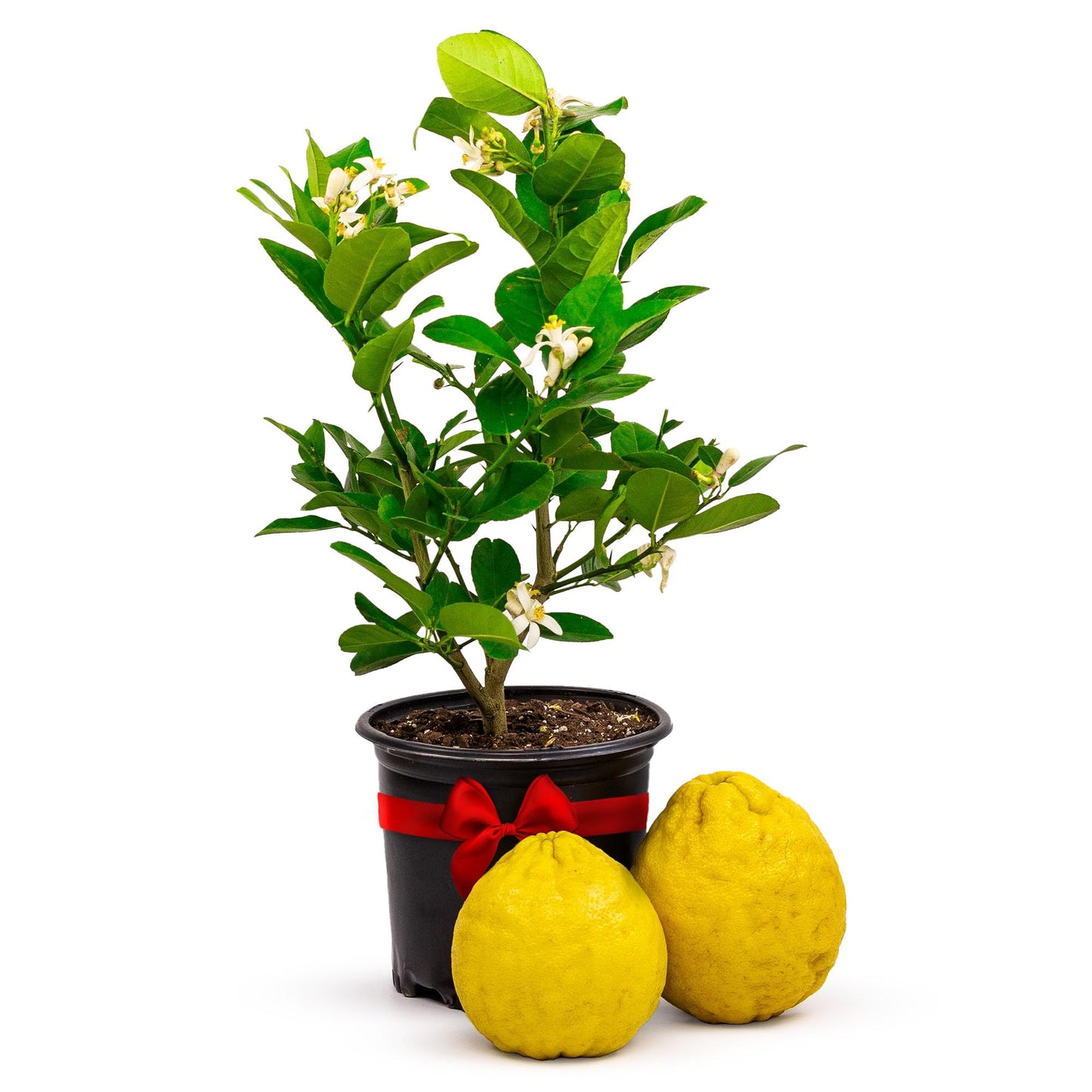 Ponderosa Lemon Tree Live Plants 13" - 22" Tall Indoor Outdoor Fruit Tree Plant Growing, Live Citrus Plant Mothers Day Gift for Mom Home Garden Patio Use, Cannot Ship CA AL AZ TX LA by Via Citrus