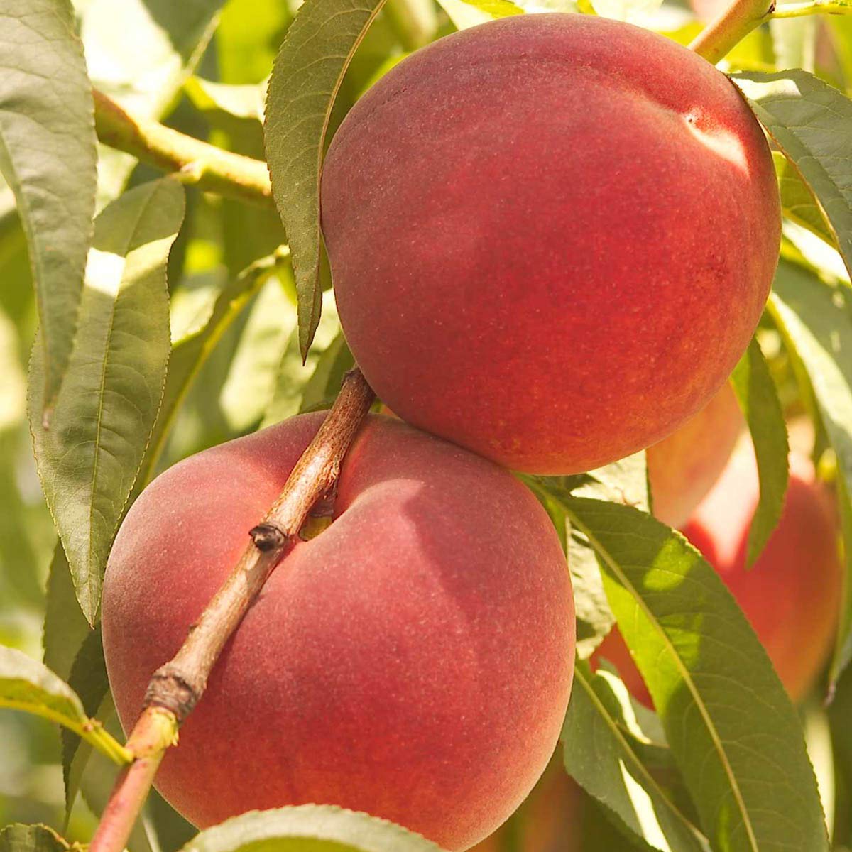Contender Live Bare Root Fruiting Peach Tree - Includes 1 Tree per Order - Due to regulations Can't Ship to CA, CO, ID, MT, OR, or WA