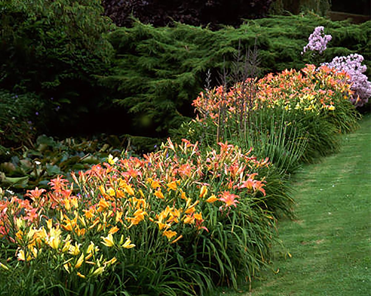 Pink Daylily - Bare Root Plant, Hardy Perennial for Zone 4, Delicate Pink Blooms, Low Maintenance, Ideal for Full Sun or Partial Shade, Perfect for Garden Borders & Landscapes