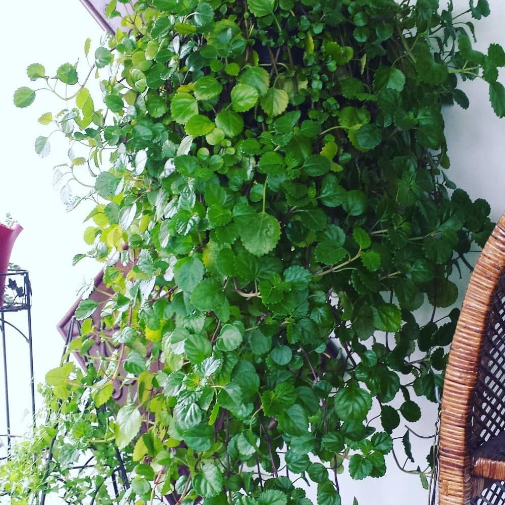 Pack 2 Swedish Ivy Plants Live Indoors in One Pot, Plectranthus Swedish Ivy House Plants, Live Swedish Ivy Vine, 4-6" Tall (Green Swedish Ivy)