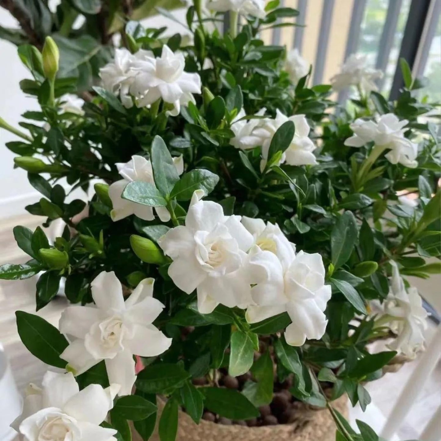 Jasmine Plant, Fragrant Jasmine Flower Vine 4-8 Inches Well Rooted for Container, Hanging Basket Growing (Frostproof Cape)