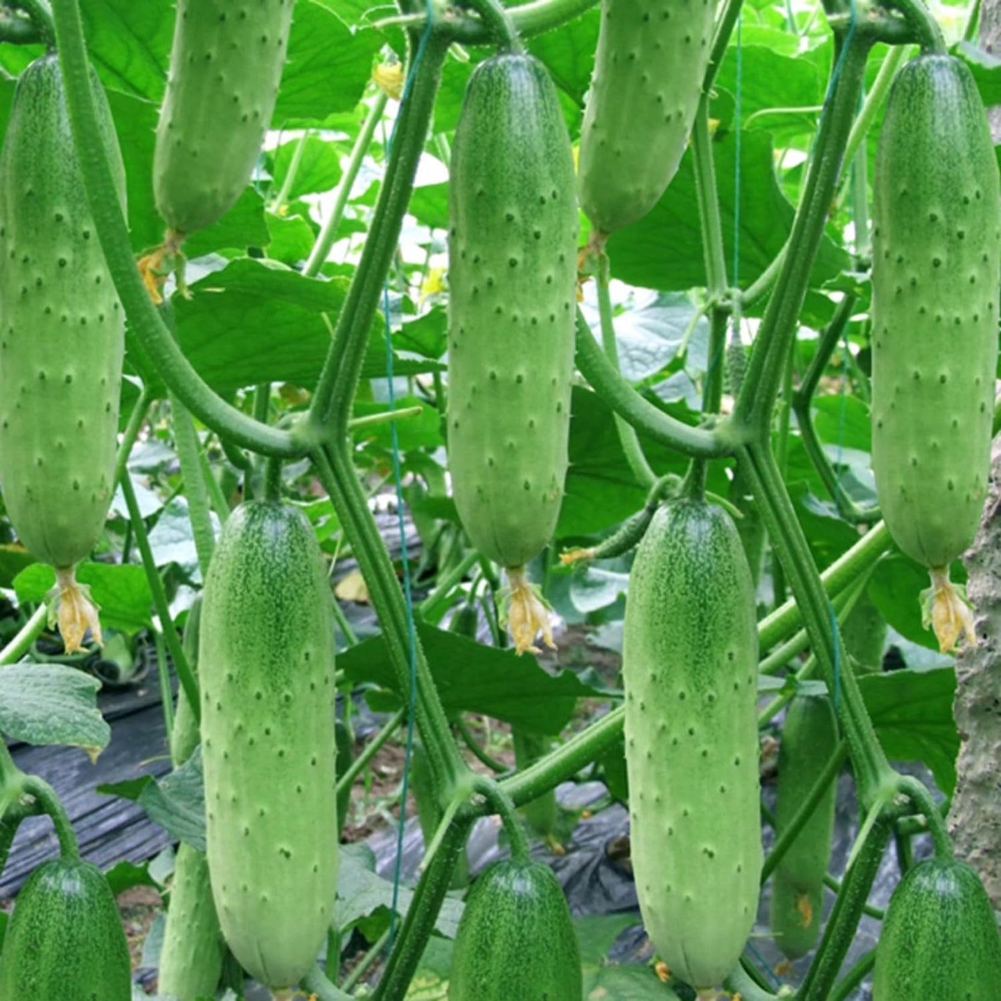 Set of 2 Marketmore Cucumber Plants Live, Live Cucumber Plants, 4'' Pot, 4 to 7 Inc Long Starter Plant