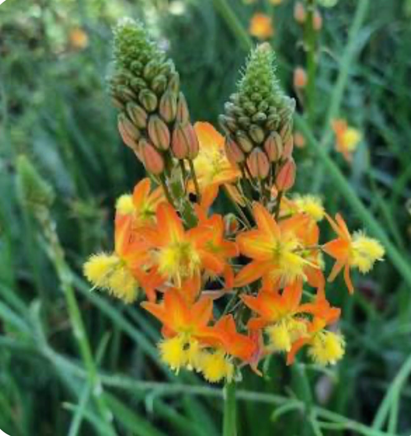 Live Plant - Orange bulbine-Bulbine frutescens-Small Rooted Starter Plant-Butterfly Host!