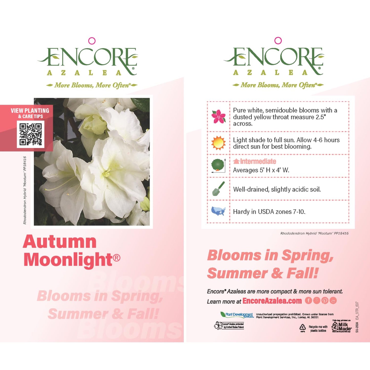 Encore Azalea Autumn Moonlight (3 Gallon) White Flowering Shrub - Full Sun Live Perennial - Evergreen Ivory White Shrub