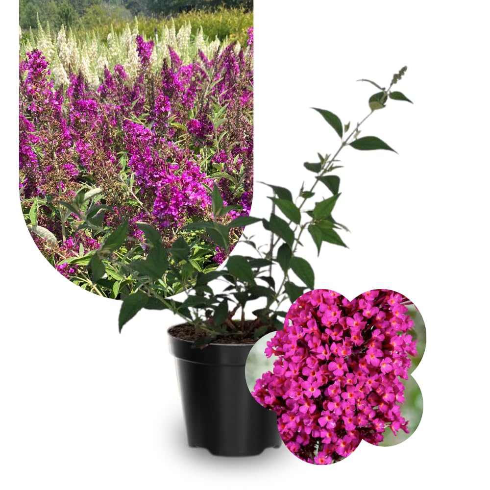 Potted Butterfly Bush Live Plant, 5-9" in Tall, Cold Hardy, Spring Outdoor PlantingBlooms Summer to Fall, Dormant in Winter (Cranberry Buddleia Plant)