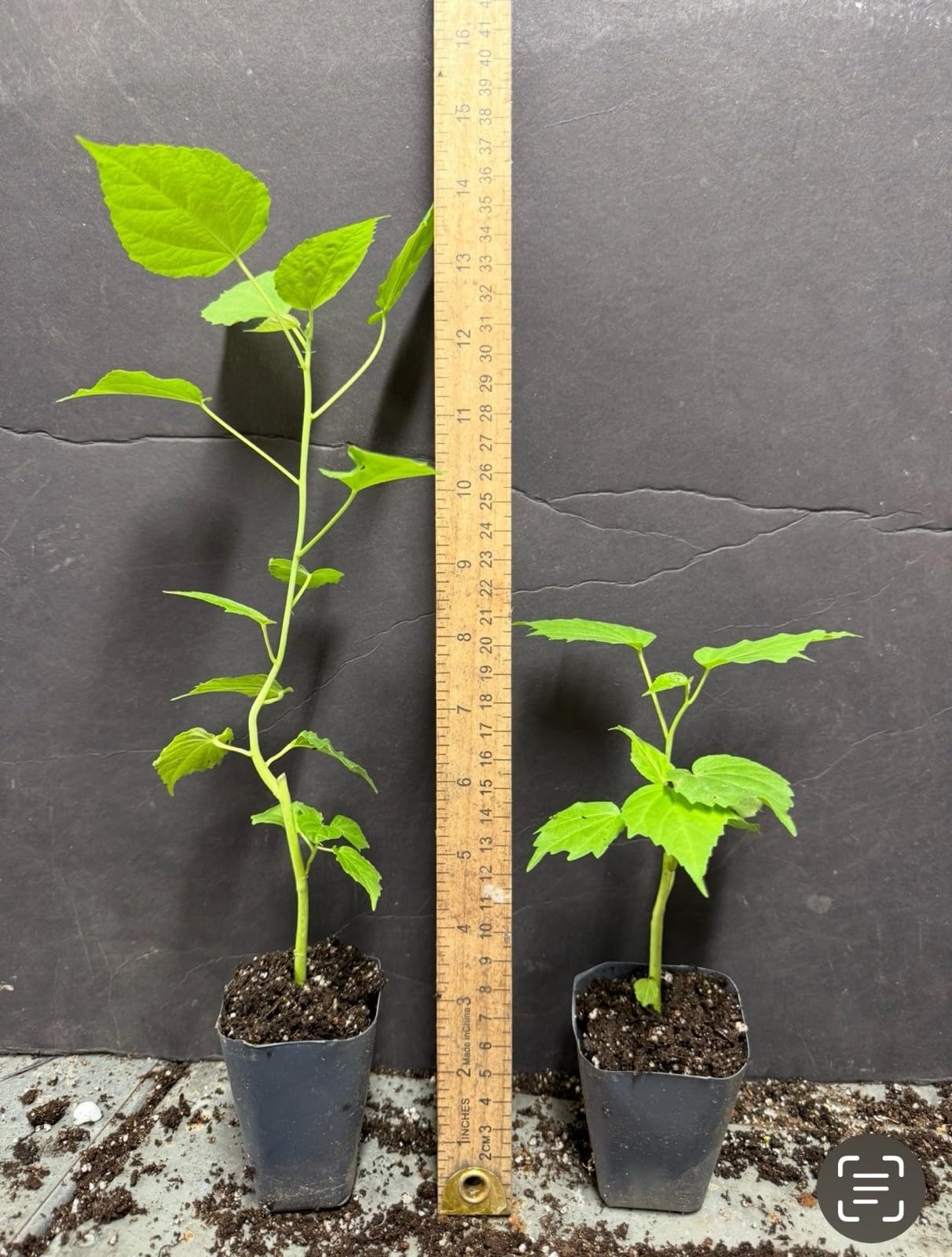 Live Plant - Luna Red Hibiscus moscheutos-Small Rooted Starter Plant-Huge 8-10” Blooms