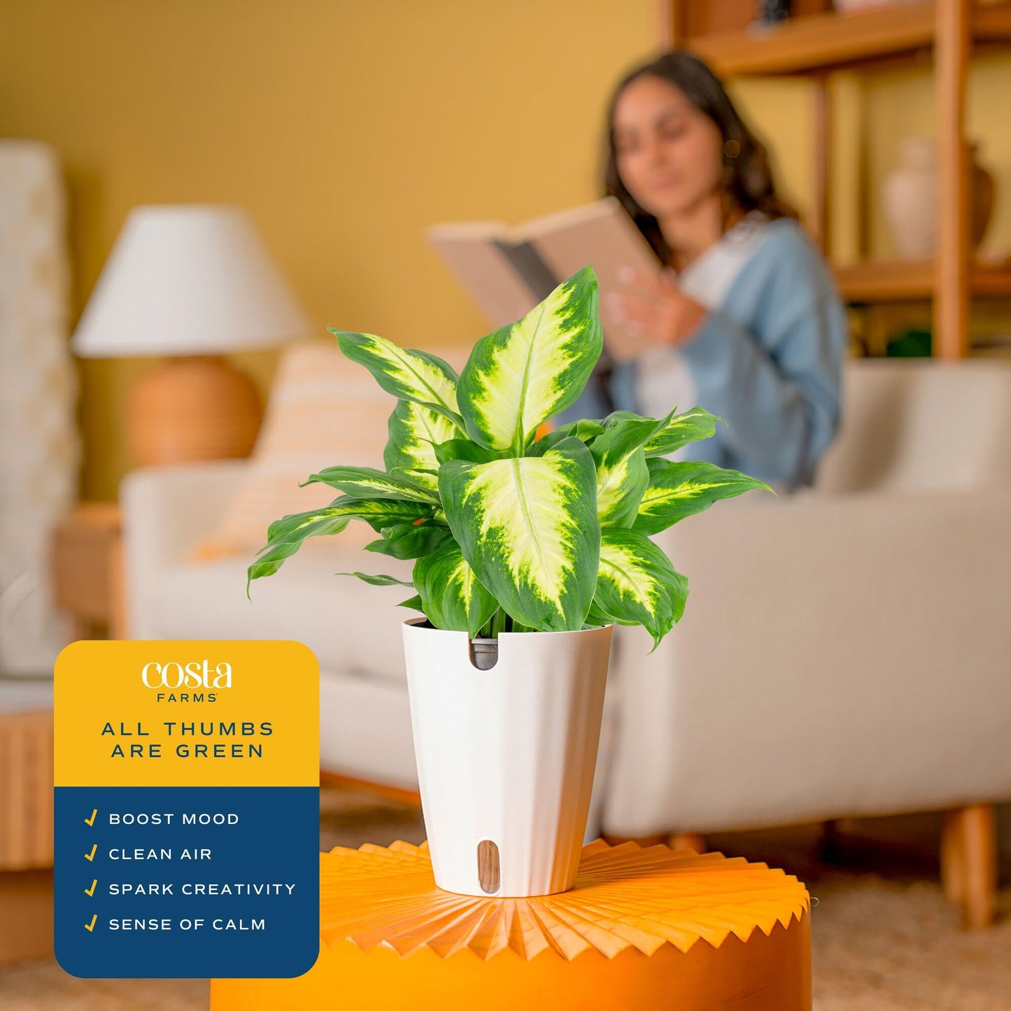Costa Farms Dieffenbachia Live Indoor Plant, Easy to Grow Houseplant, Potted in Indoors Garden Nursery Plant Pot, Potting Soil Mix, Grower's Choice, Home and Office Plants Decor, 1 Foot Tall