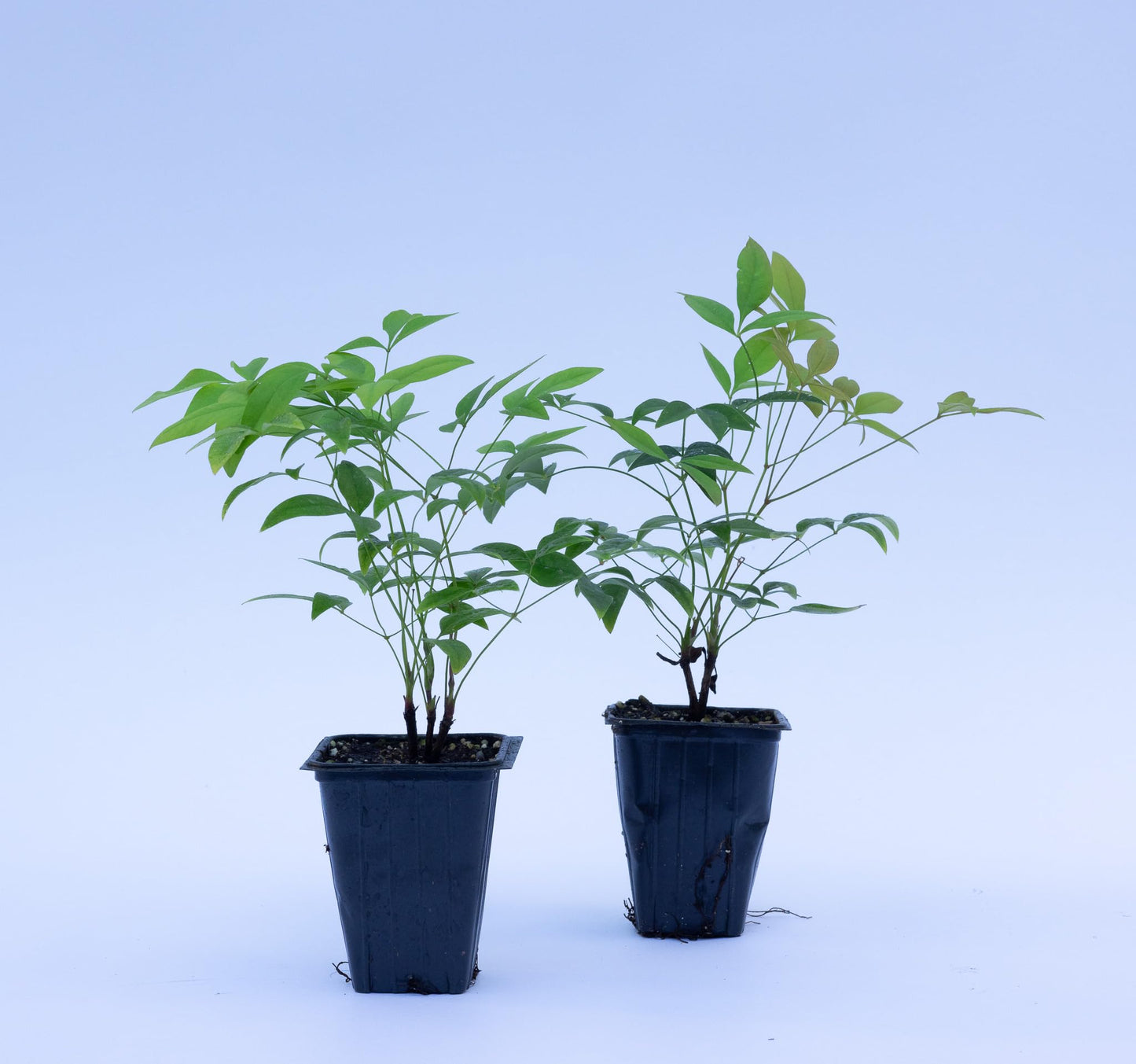 2 Heavenly Bamboo, Live Plants (Nandina Domestica), 2.5” Nursery Cubes, Striking Foliage